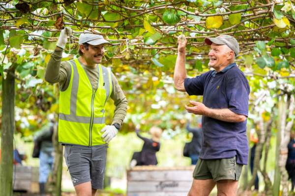 Tiles - hort kiwifruit