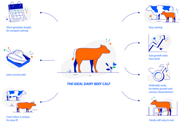 Media release - Dairy - beef report image 2 Rabobank Ideal Calf