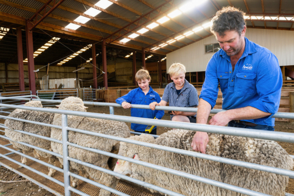 sheep and kids in barn
