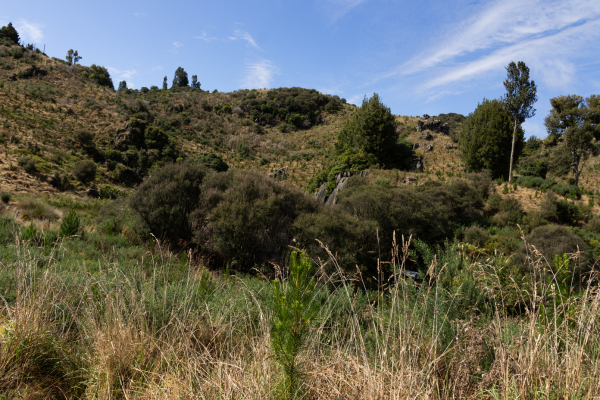 New opportunity to generate carbon income on-farm for NZ farming businesses