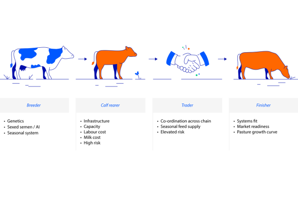 Media release - Dairy - beef report image 1 Rabo value chain
