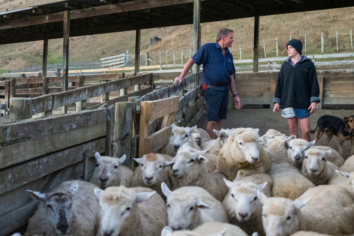 sheep-in-stock-yard
